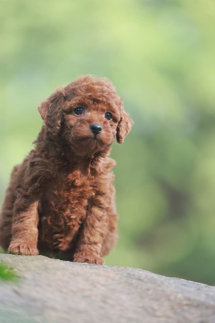 DogsIndia.com - Poodle - Gururaj