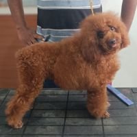 DogsIndia.com - Toy Poodle - Karthick