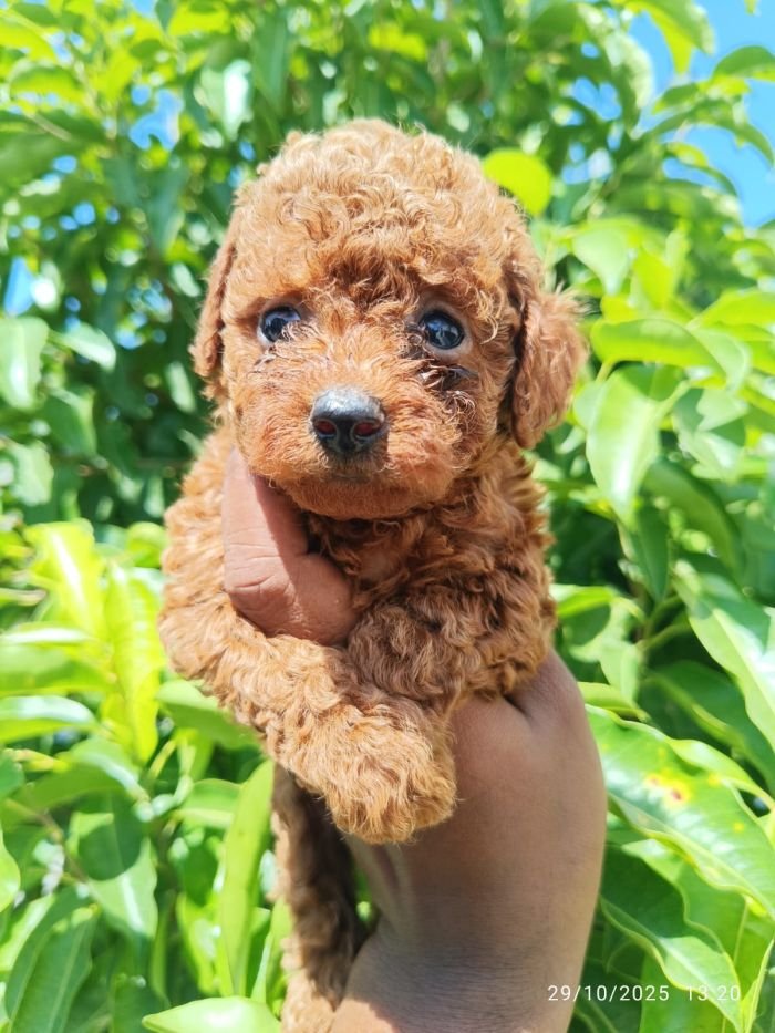 DogsIndia.com - Toy Poodle - Karthick