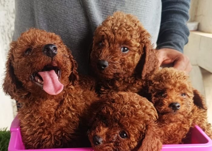 DogsIndia.com - Toy Poodle - Karthick