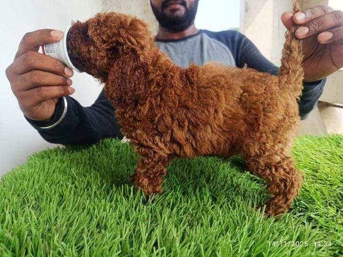 DogsIndia.com - Toy Poodle - Karthick