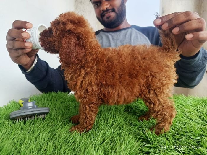 DogsIndia.com - Toy Poodle - Karthick