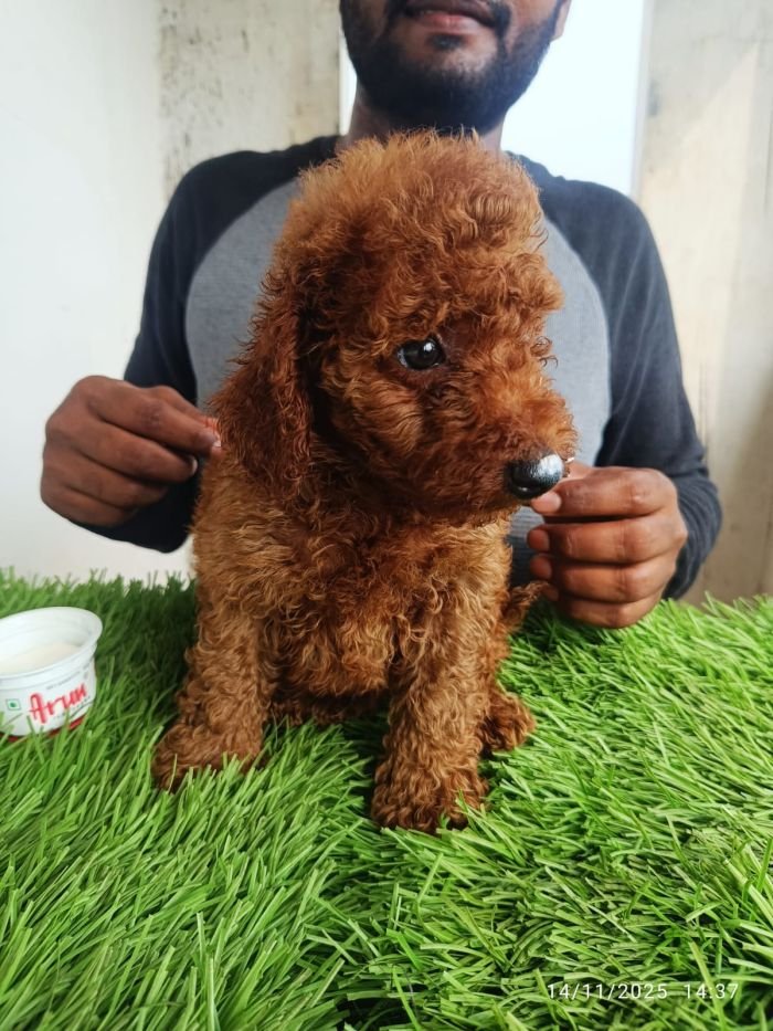 DogsIndia.com - Toy Poodle - Karthick