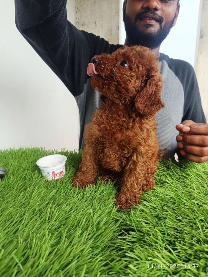 DogsIndia.com - Toy Poodle - Karthick