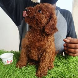 DogsIndia.com - Toy Poodle - Karthick
