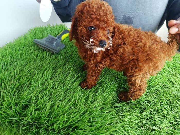 DogsIndia.com - Toy Poodle - Karthick