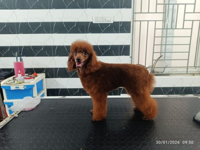 DogsIndia.com - Toy Poodle - Karthick