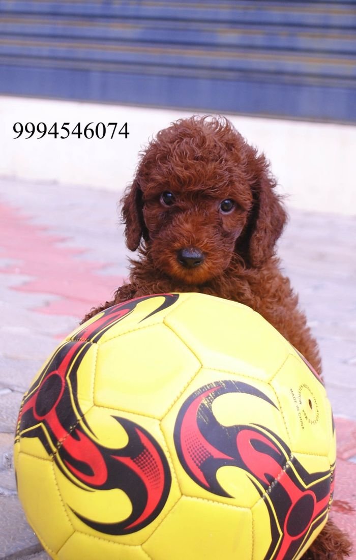 DogsIndia.com - Toy Poodle - Karthick