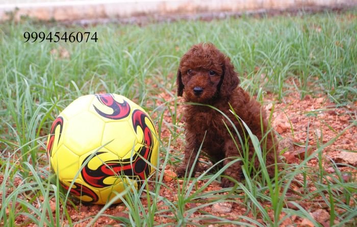 DogsIndia.com - Toy Poodle - Karthick