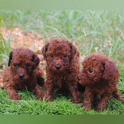 DogsIndia.com - Toy Poodle - Karthick