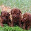 DogsIndia.com - Toy Poodle - Karthick