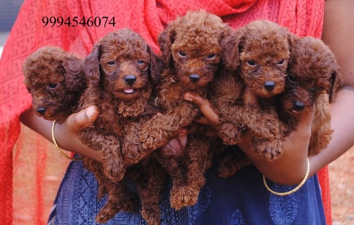 DogsIndia.com - Toy Poodle - Karthick
