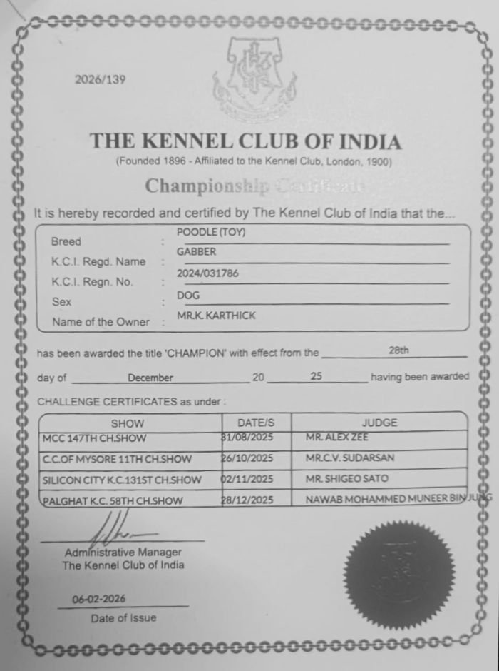 DogsIndia.com - Toy Poodle - Karthick
