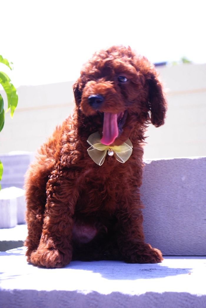 DogsIndia.com - Toy Poodle - Karthick