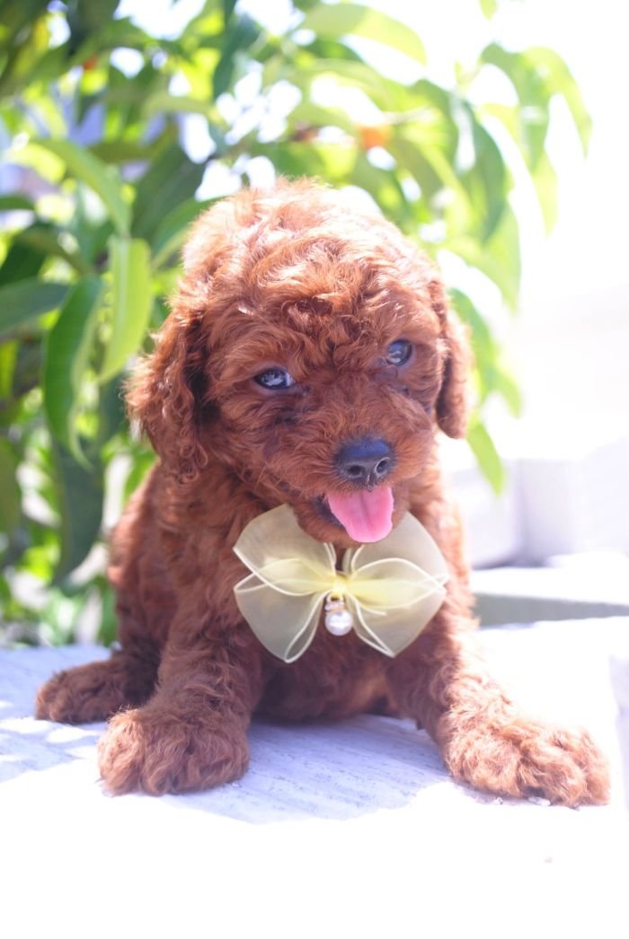 DogsIndia.com - Toy Poodle - Karthick