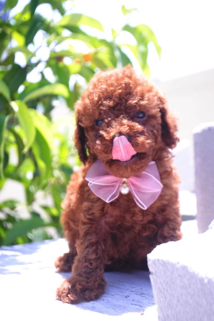 DogsIndia.com - Toy Poodle - Karthick