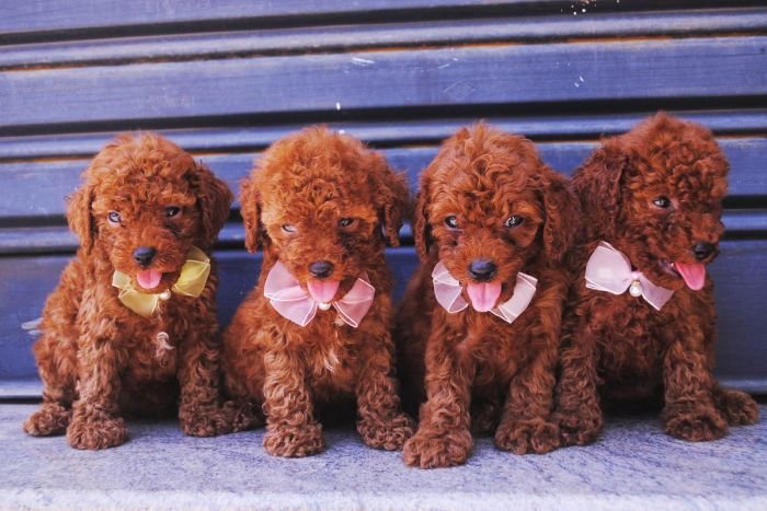 DogsIndia.com - Toy Poodle - Karthick