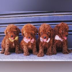 DogsIndia.com - Toy Poodle - Karthick