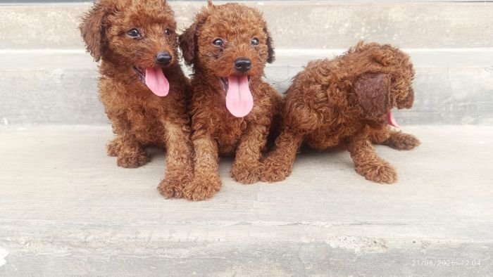 DogsIndia.com - Toy Poodle - Karthick