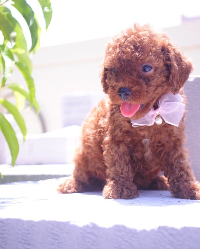 DogsIndia.com - Toy Poodle - Karthick