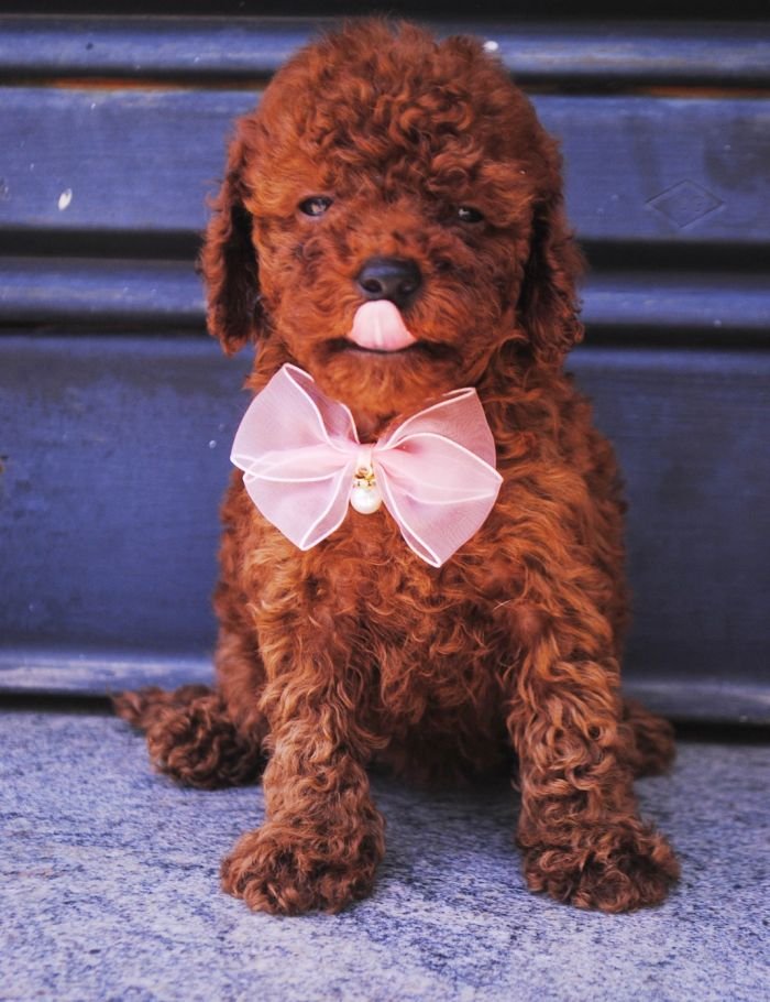 DogsIndia.com - Toy Poodle - Karthick