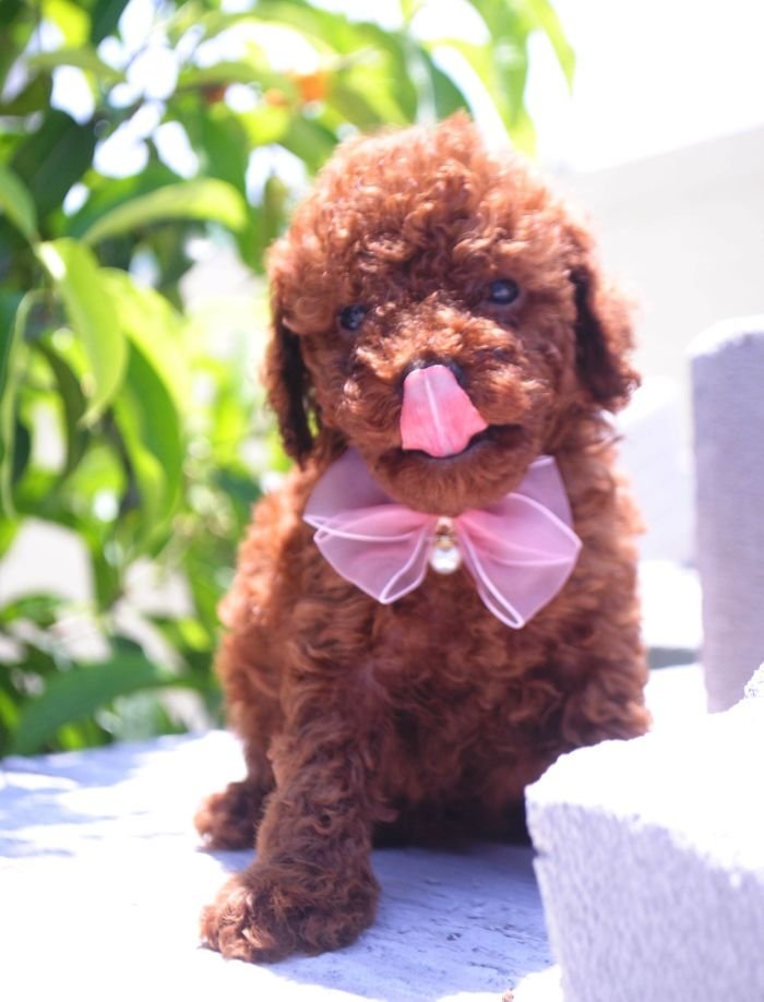 DogsIndia.com - Toy Poodle - Karthick