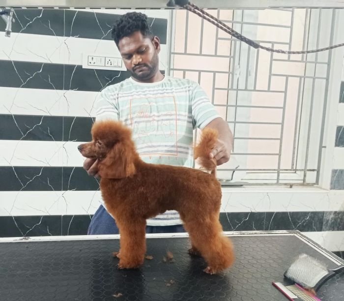 DogsIndia.com - Toy Poodle - Karthick