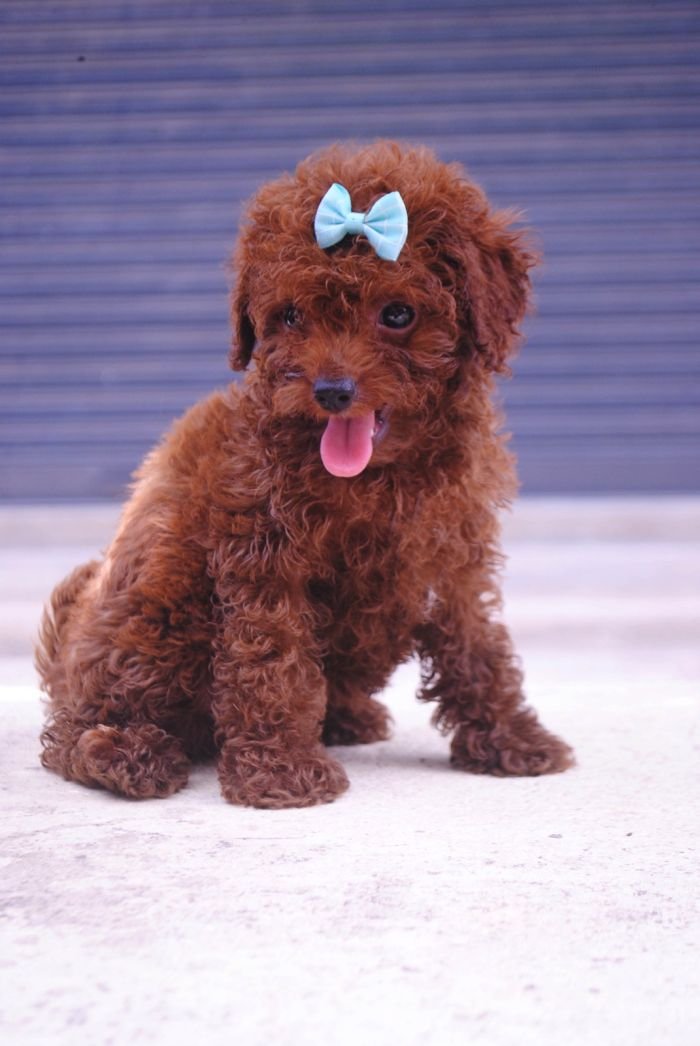 DogsIndia.com - Toy Poodle - Karthick