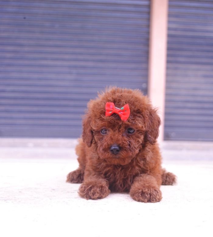 DogsIndia.com - Toy Poodle - Karthick