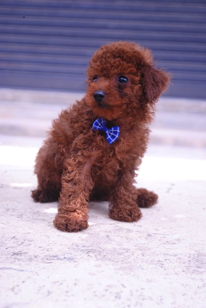 DogsIndia.com - Toy Poodle - Karthick