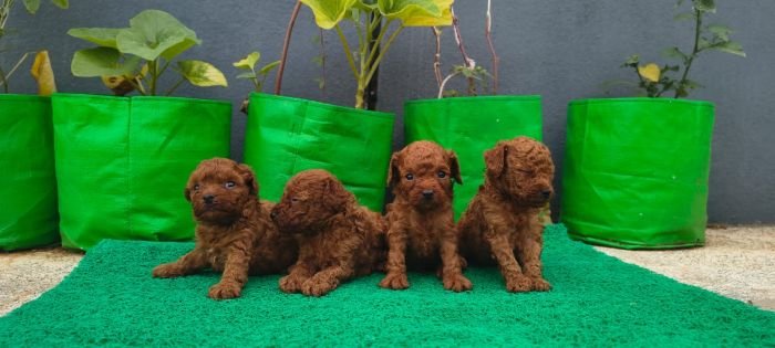 DogsIndia.com - Toy Poodle - Karthick