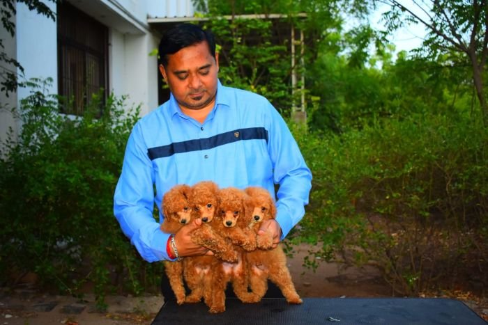 DogsIndia.com - Toy Poodle - Rago's Kennel - Saravanan