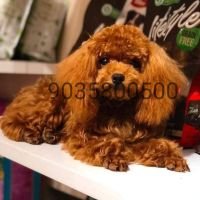DogsIndia.com - Toy Poodle - Sanram's Kennel