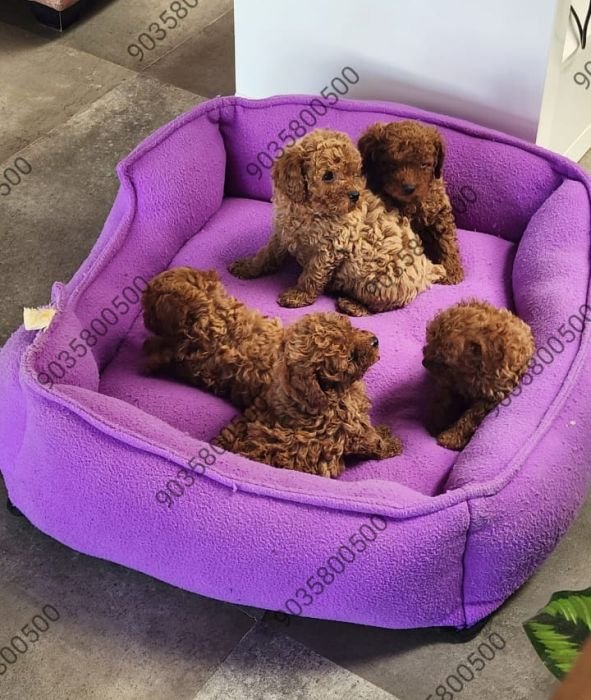 DogsIndia.com - Toy Poodle - Sanram's Kennel