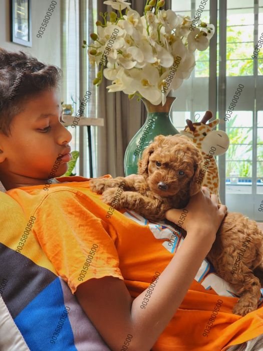 DogsIndia.com - Toy Poodle - Sanram's Kennel