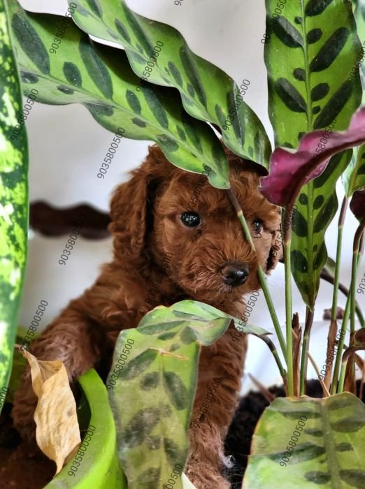 DogsIndia.com - Toy Poodle - Sanram's Kennel