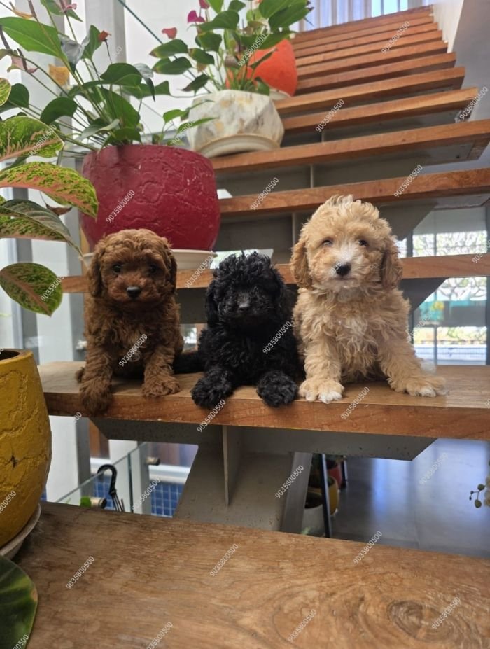DogsIndia.com - Toy Poodle - Sanram's Kennel