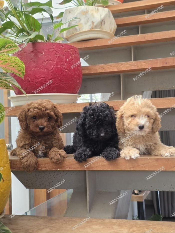 DogsIndia.com - Toy Poodle - Sanram's Kennel