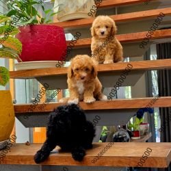 DogsIndia.com - Toy Poodle - Sanram's Kennel