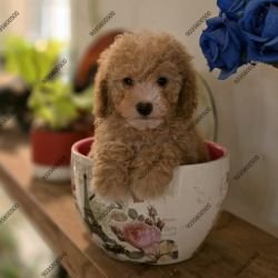 DogsIndia.com - Poodle - Santhosh