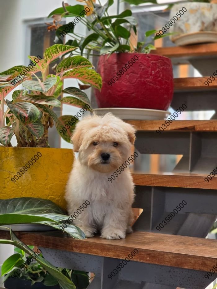 DogsIndia.com - Poodle - Santhosh