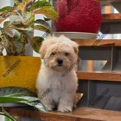 DogsIndia.com - Poodle - Santhosh