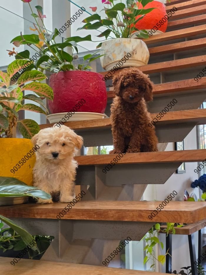 DogsIndia.com - Poodle - Santhosh