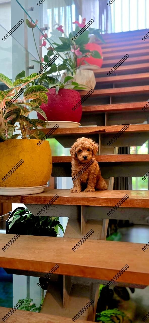 DogsIndia.com - Poodle - Santhosh