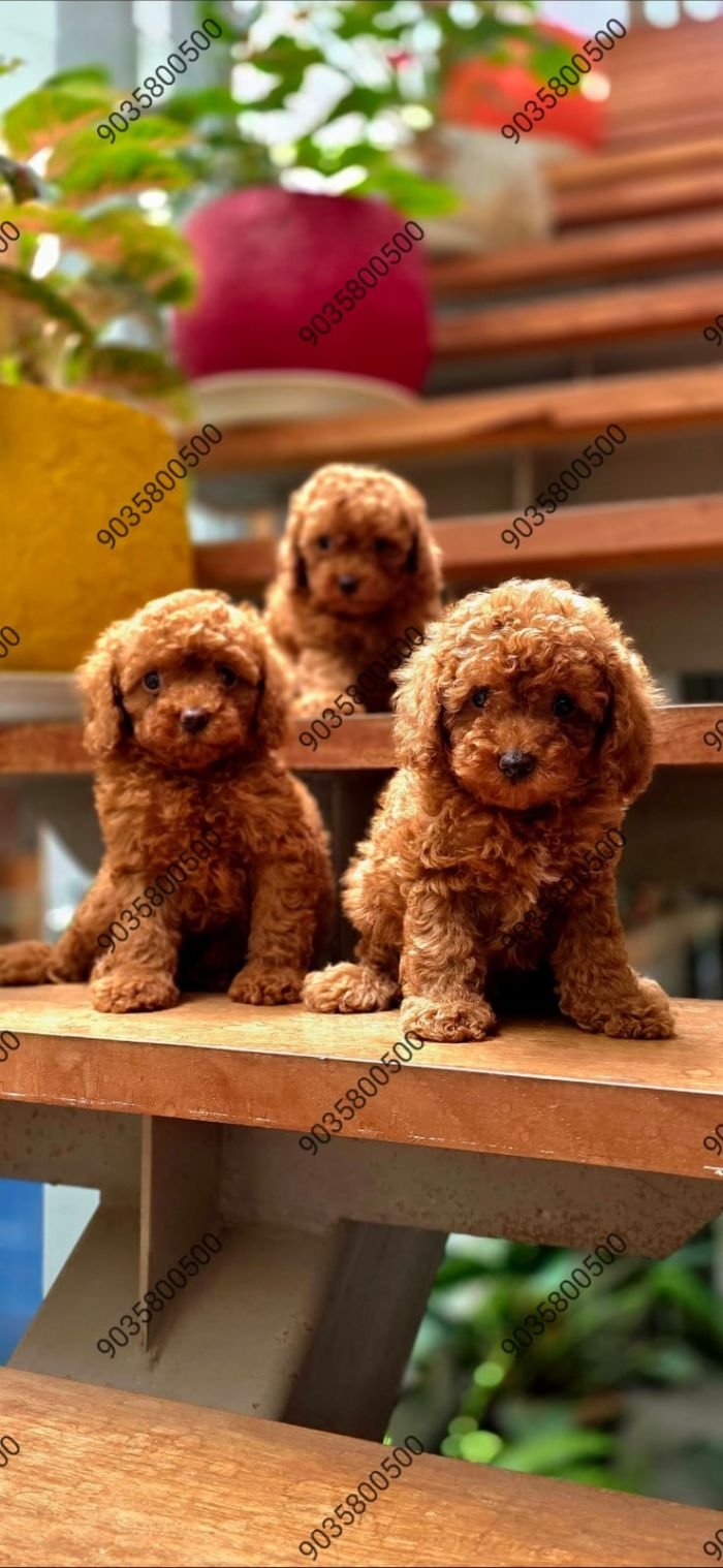 DogsIndia.com - Poodle - Santhosh
