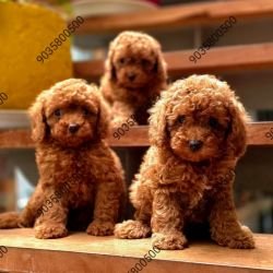 DogsIndia.com - Poodle - Santhosh