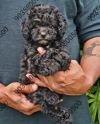 DogsIndia.com - Poodle - Santhosh