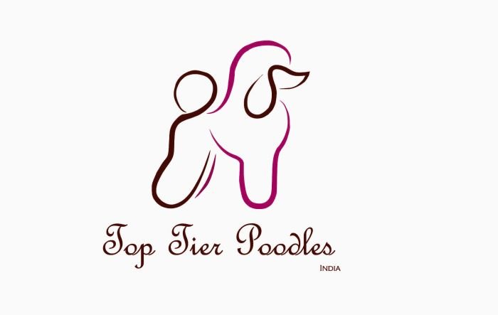 DogsIndia.com - Toy Poodle - Toptier