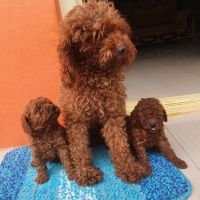 DogsIndia.com - Toy Poodle - Toptier