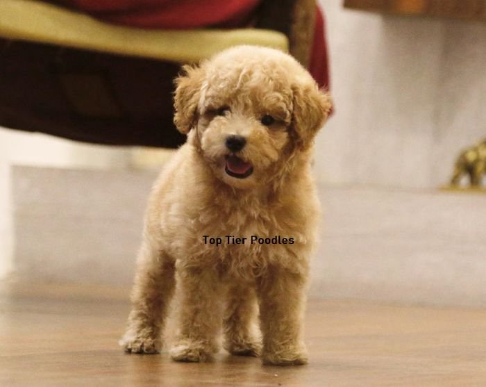 DogsIndia.com - Toy Poodle - Toptier